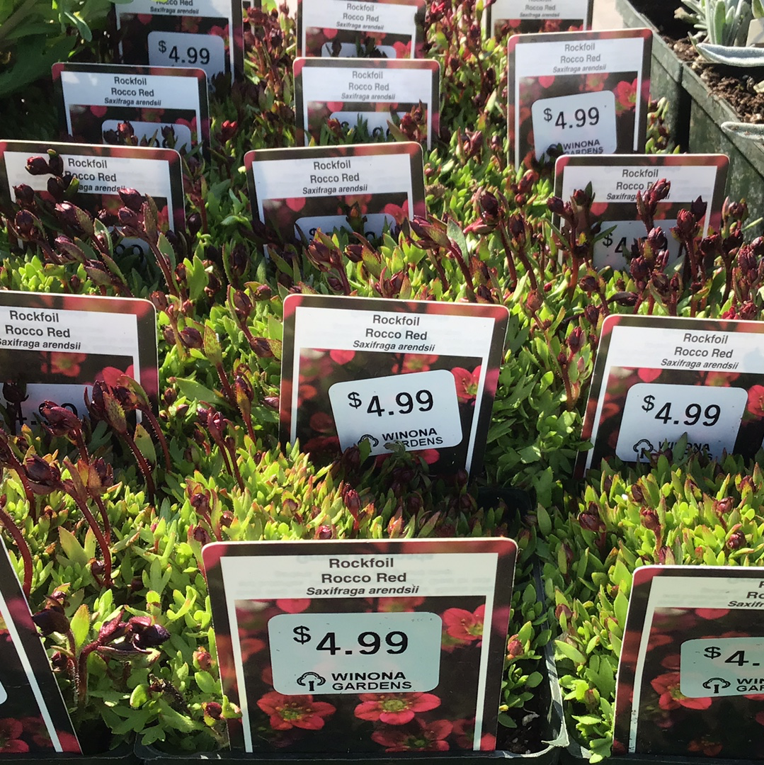Saxifraga (Rockfoil)