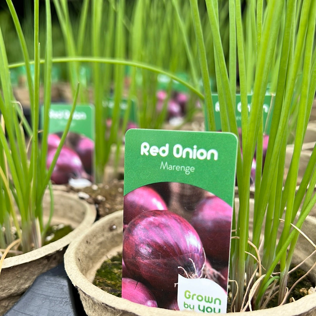 4" Onion