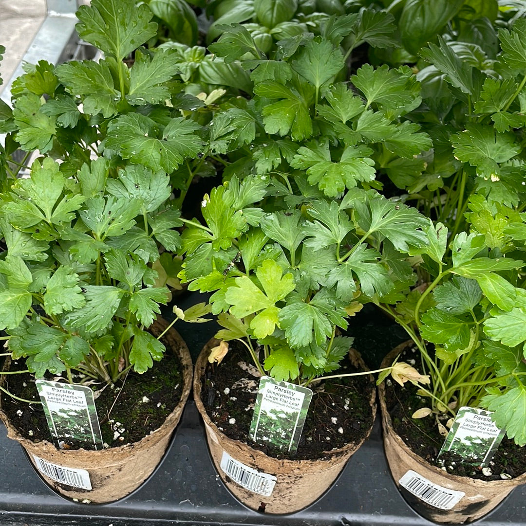 4” Parsley Large Leaf Flat