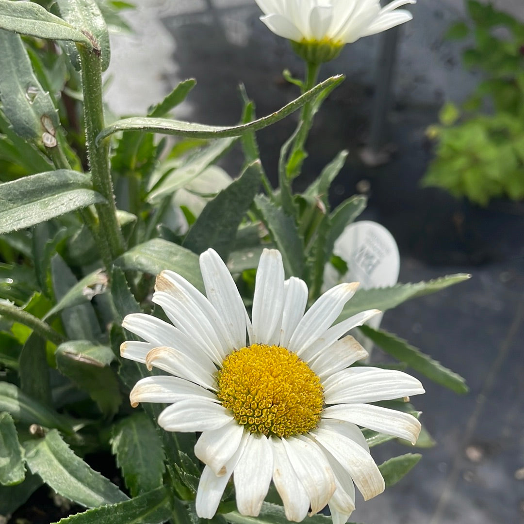 1 Gal Leucanthemum (Shasta Daisy)