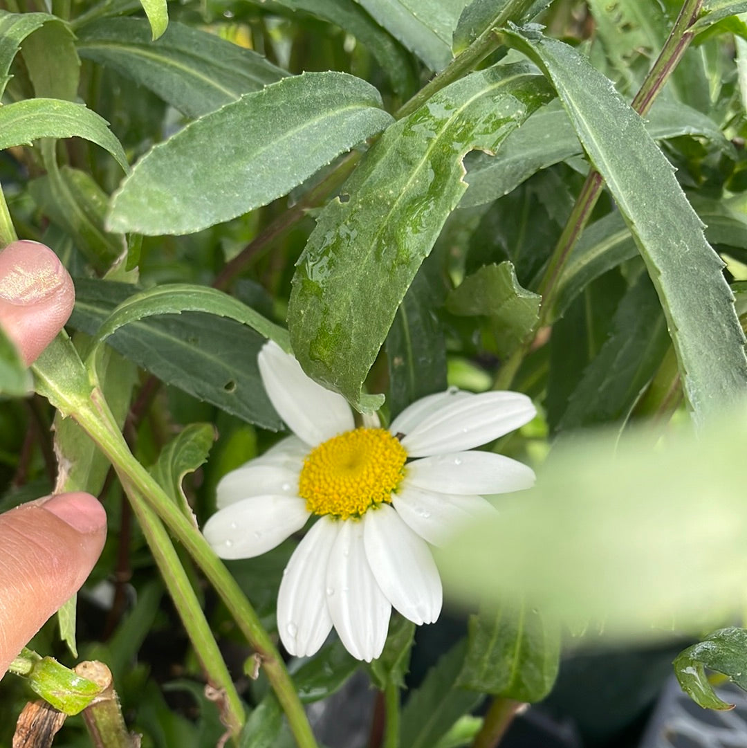 4" Shasta Daisy (Leucanthemum)