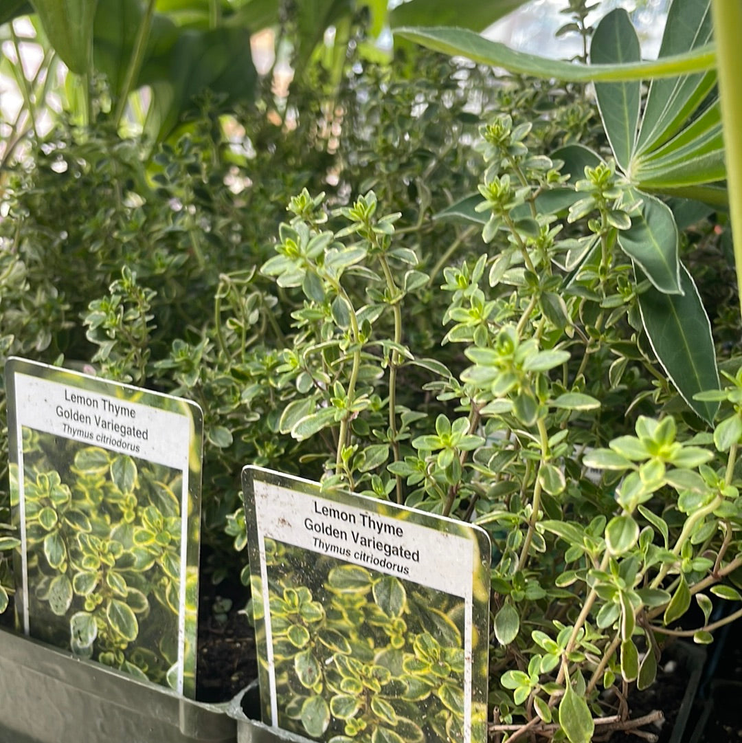 4" Thyme (Perennial)