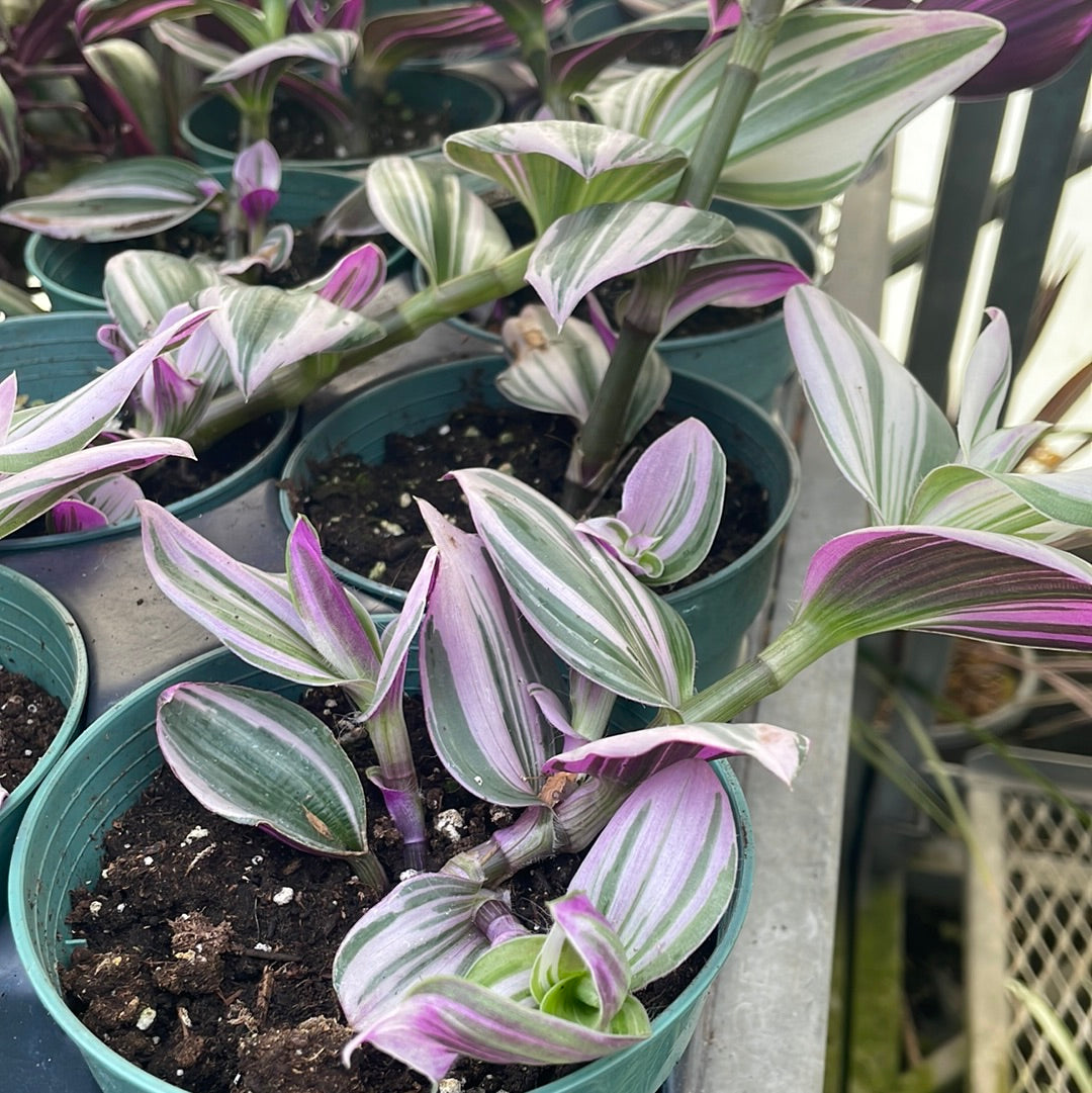 4" Tradescantia 'Wandering Dude' "Bubblegum"