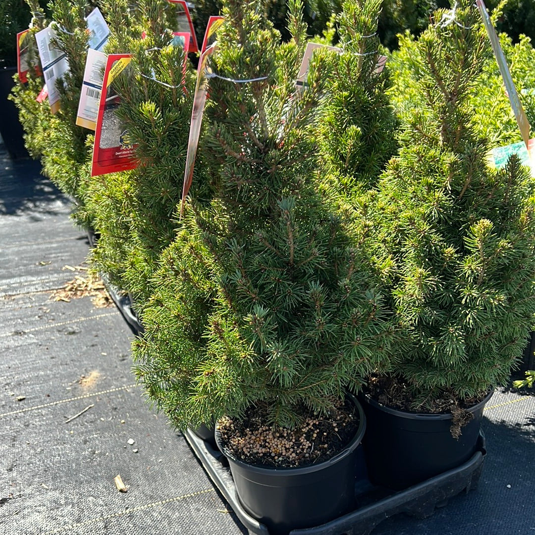 Dwarf Alberta Spruce