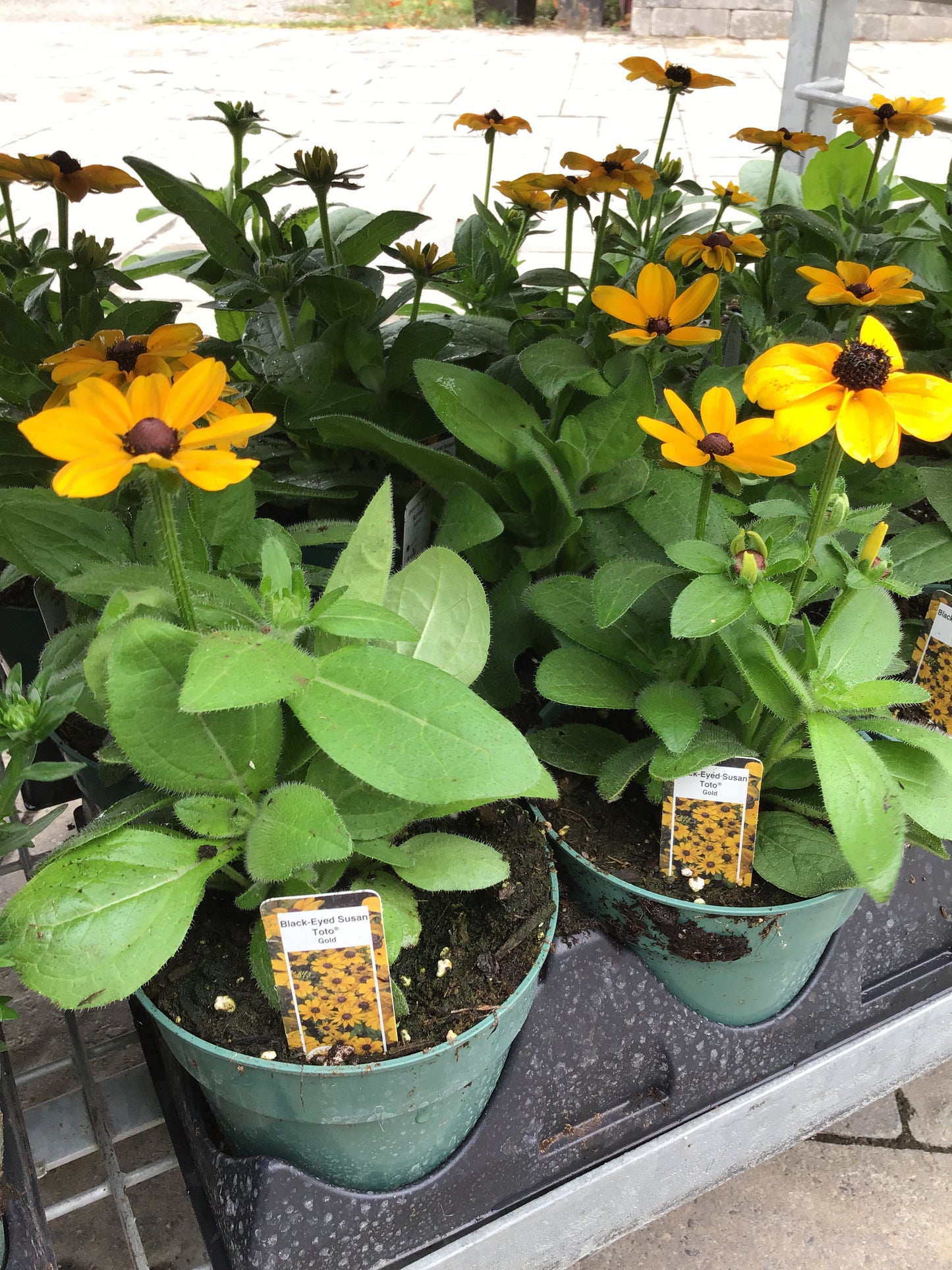 4.5" Rudbeckia