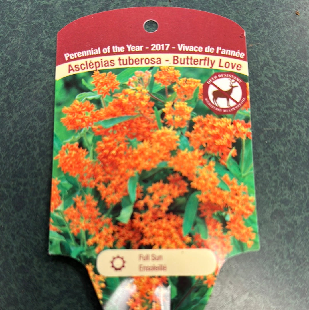 1 Gal Milkweed