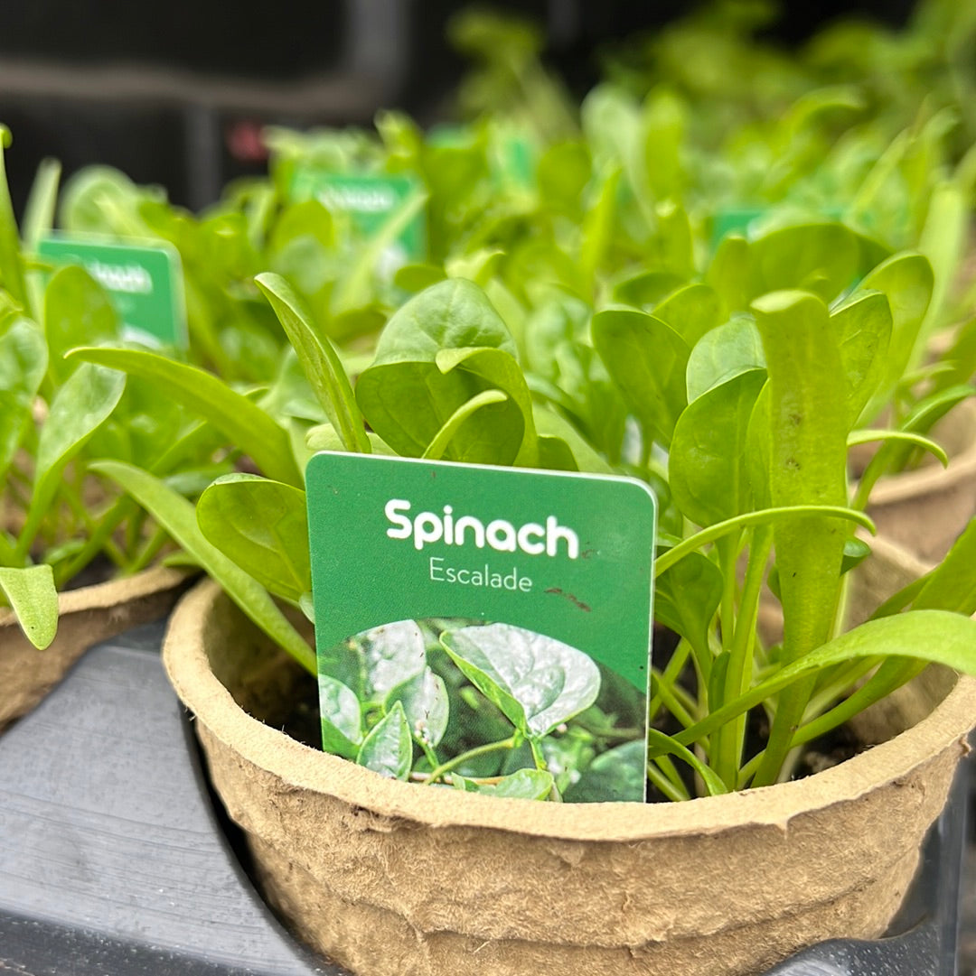 4" Spinach