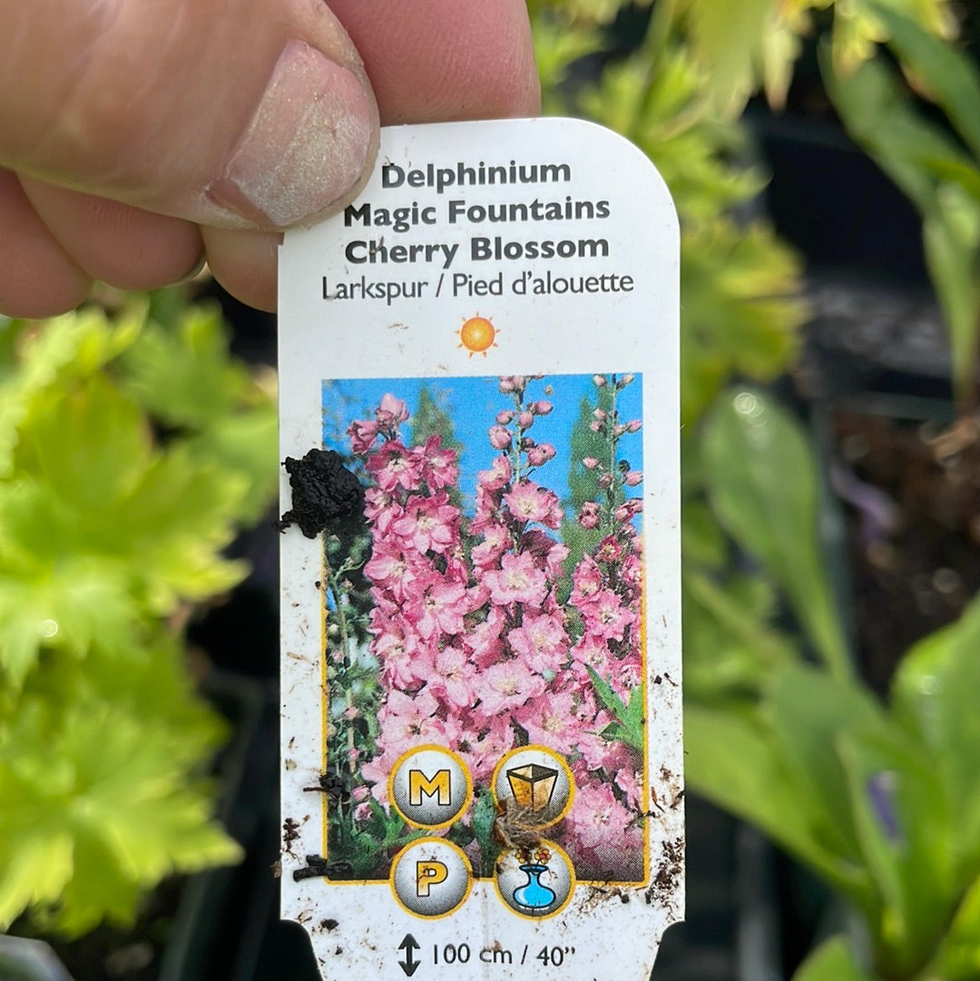 4" Delphinium (Larkspur)
