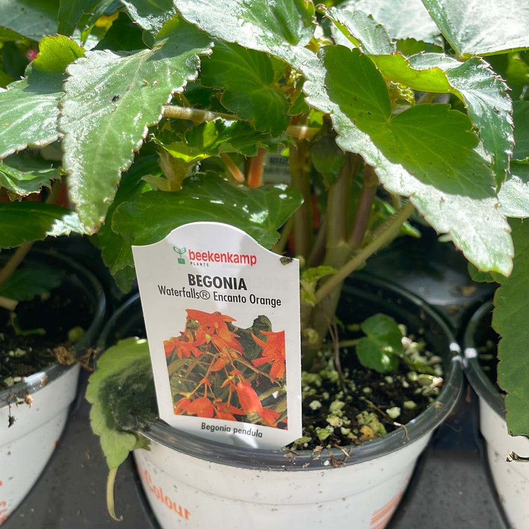 4" Encanto Begonia