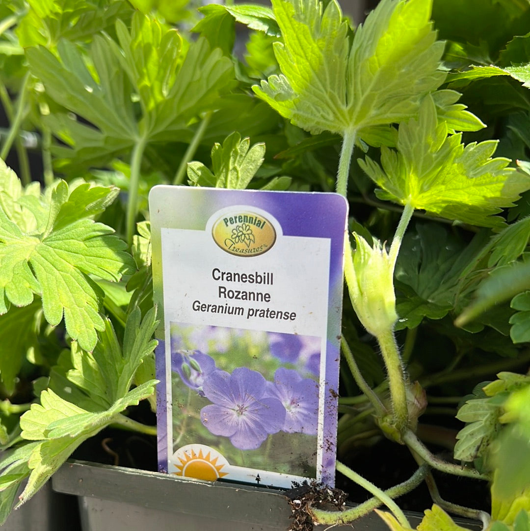 1 Gal Cranesbill (Perennial Geranium)
