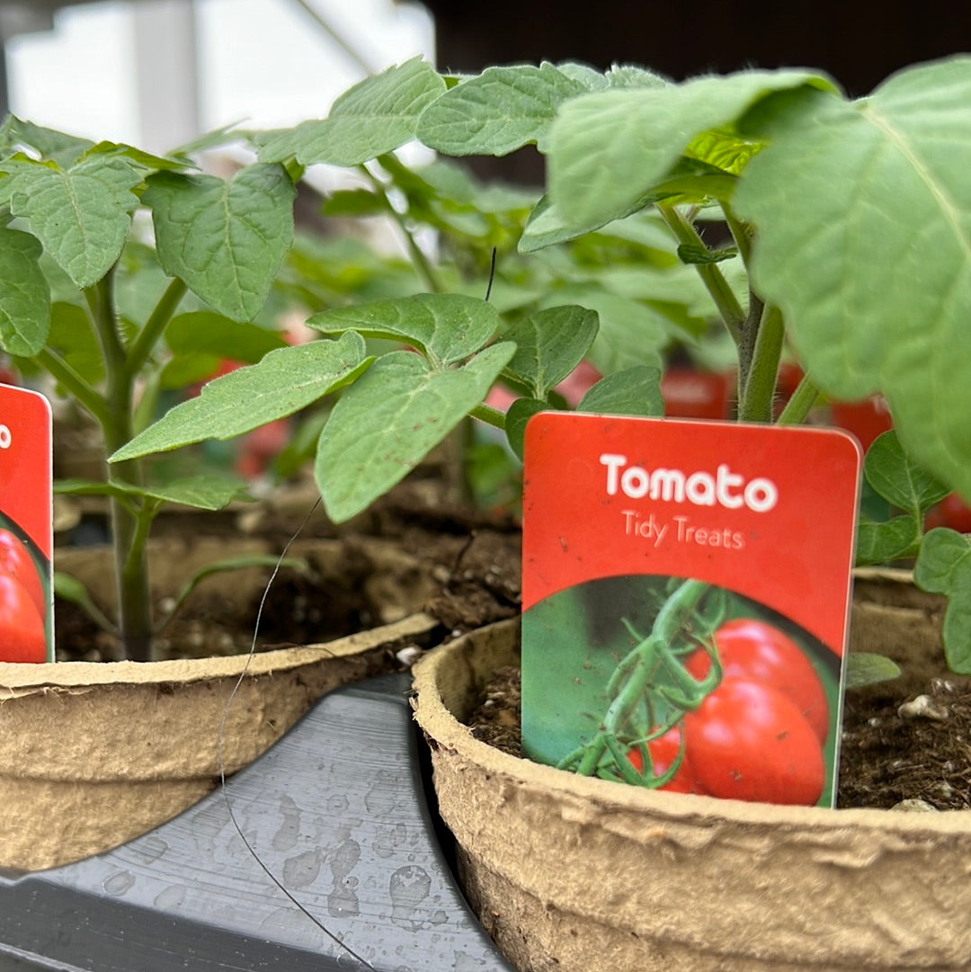4" Tidy Treat Tomato