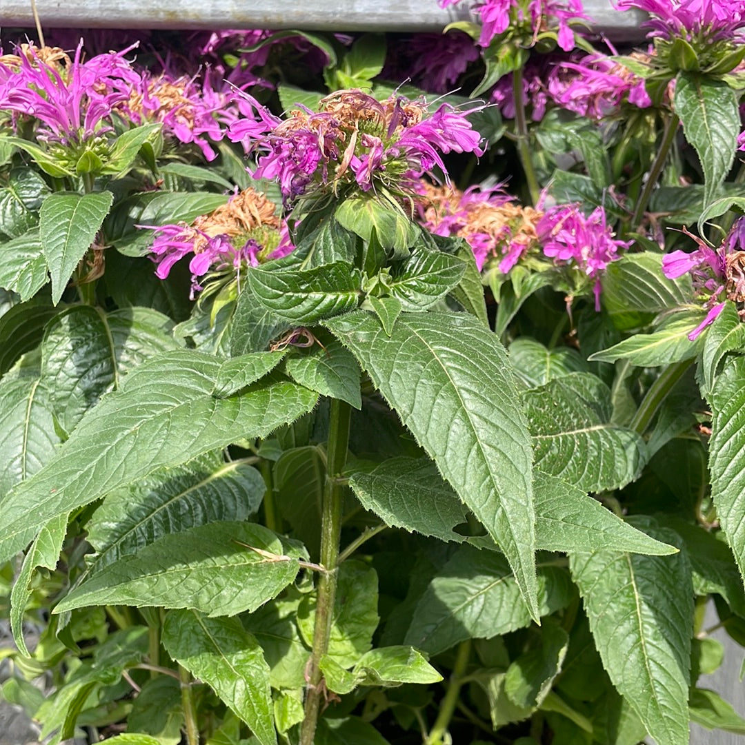 1 Gal Bee Balm 'Monarda Didyma'