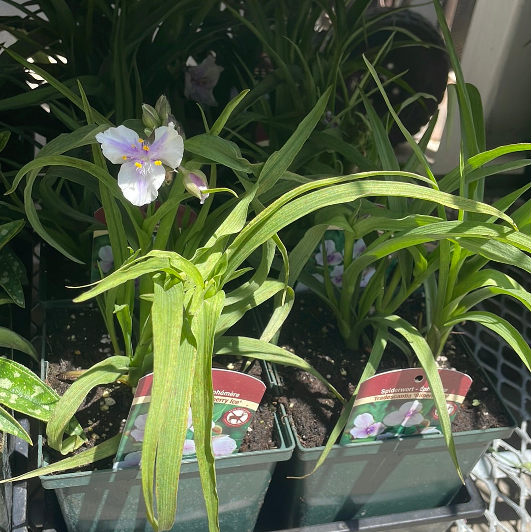 1 Gal Tradescantia 'Spider Wart'