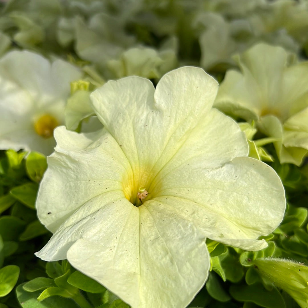 Petunia Multi Pack