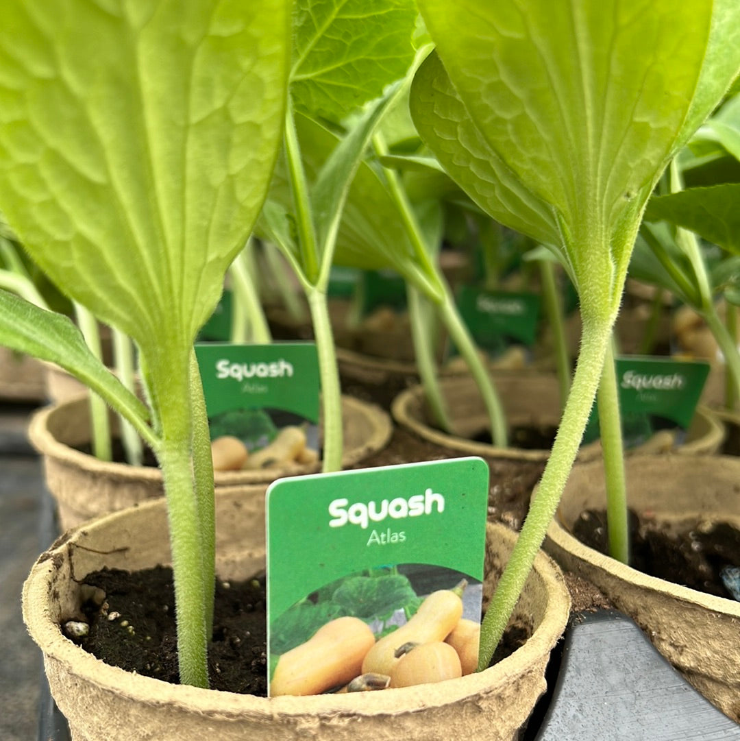 4" Squash