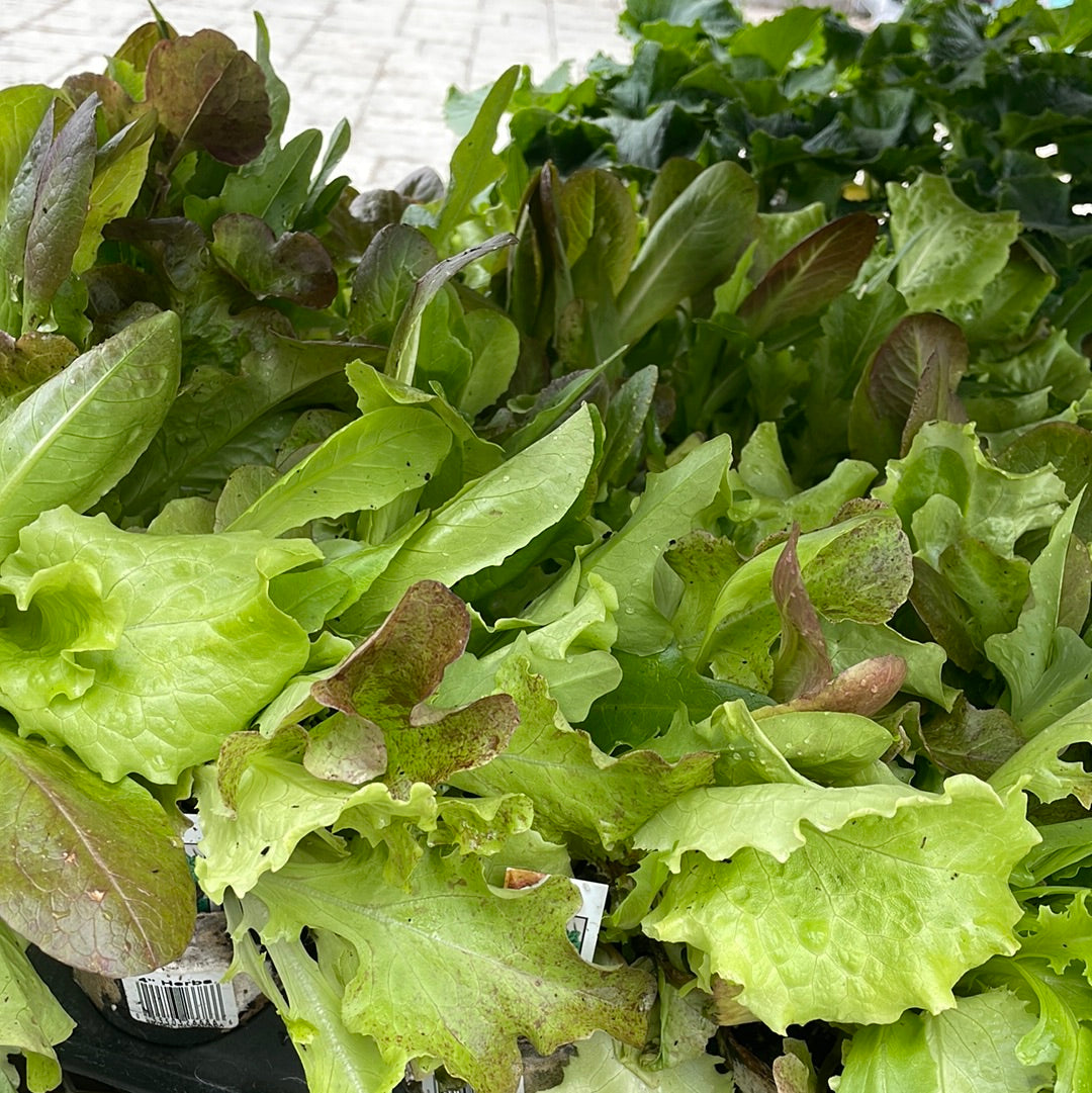 4" Lettuce