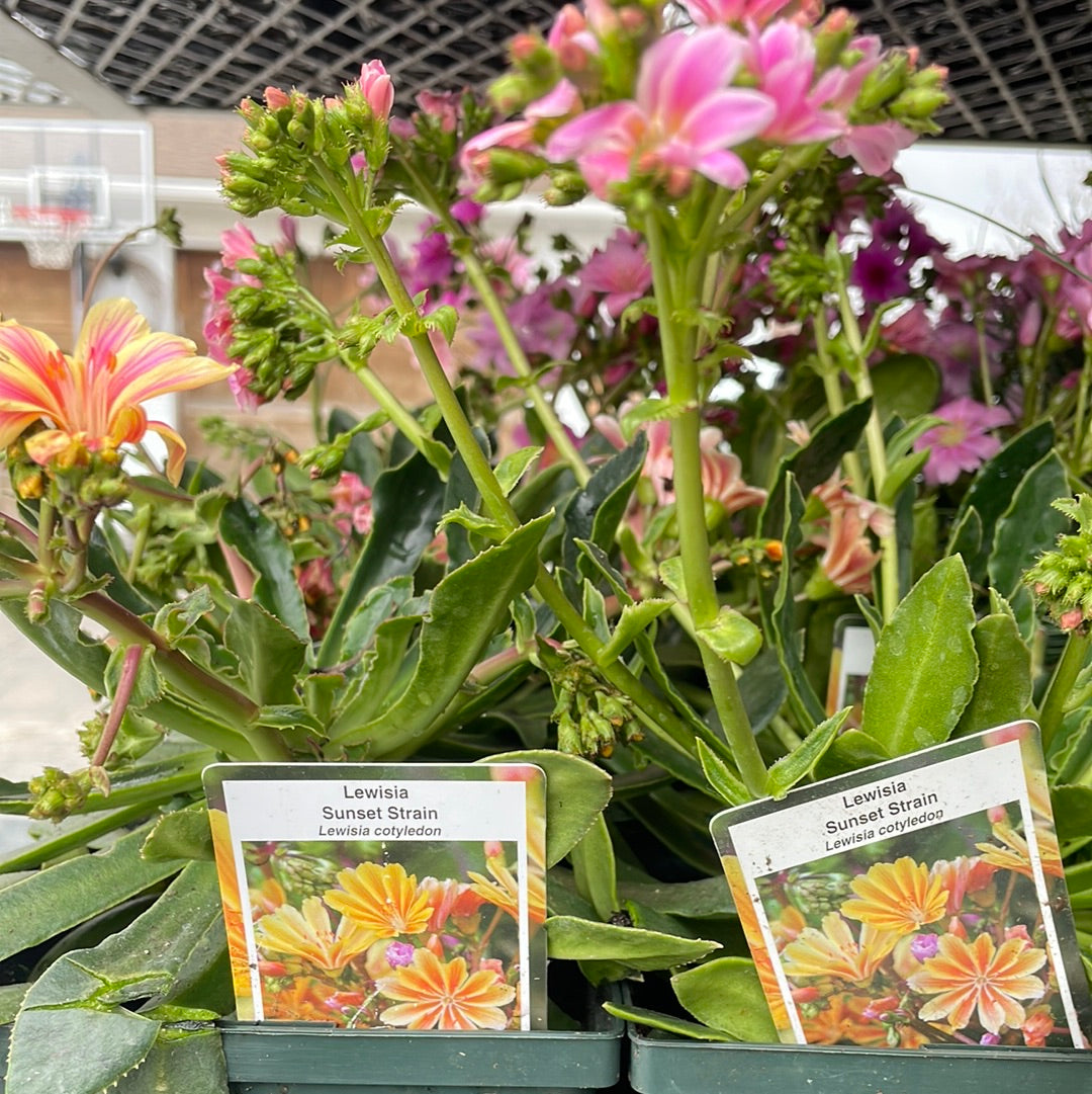 1 Gal Lewisia 'Bitter Root'