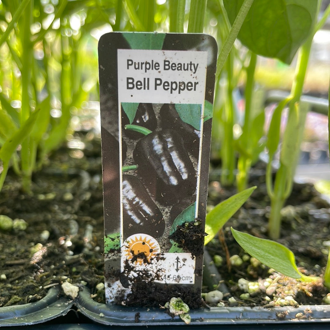 Purple Beauty Bell Pepper ( Multi pack)