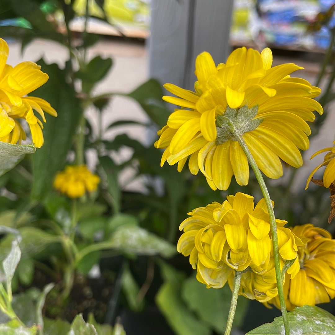 1 Gal Black Eyed Susan (Rudbeckia)
