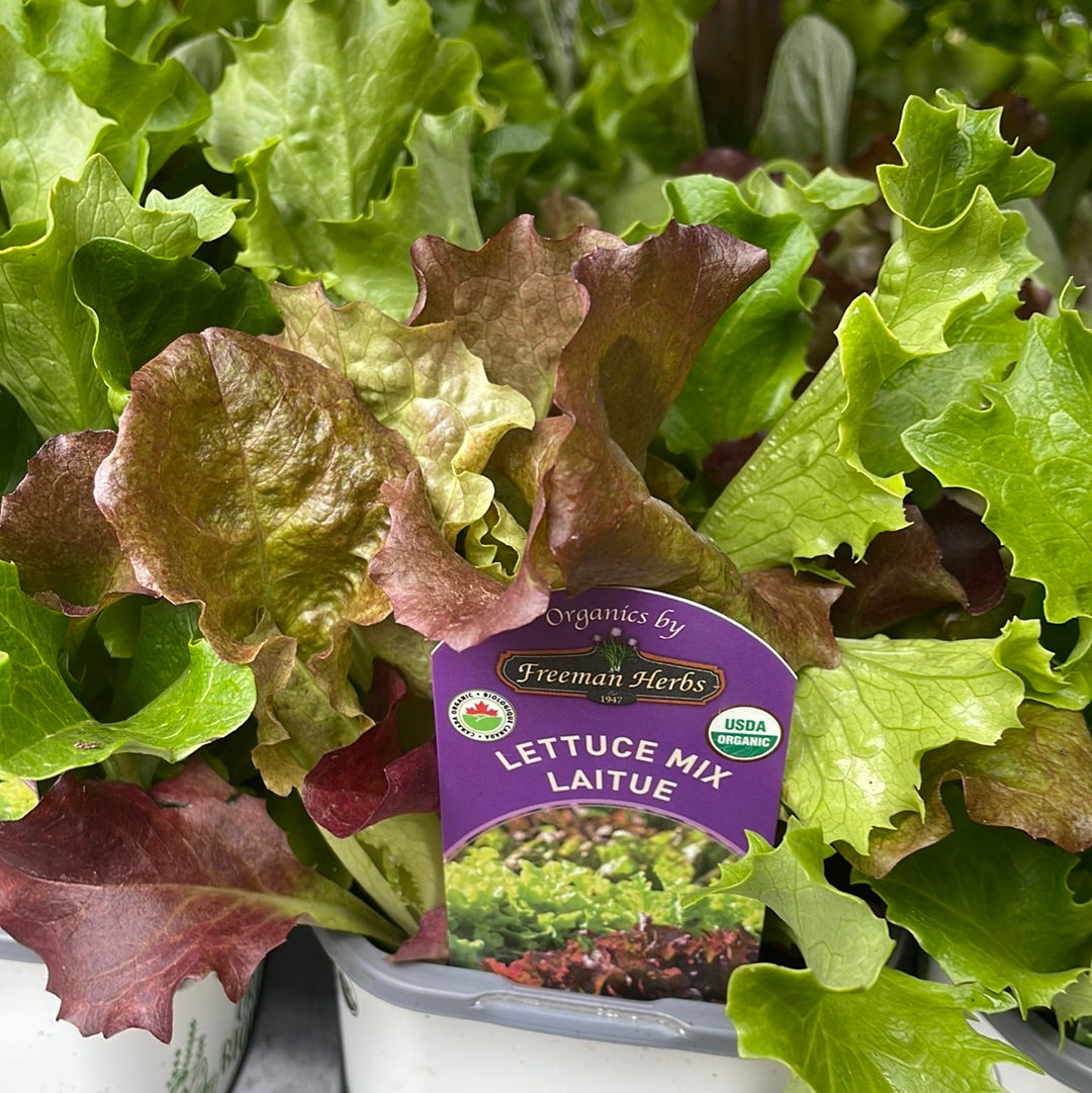 4" Organic Lettuce