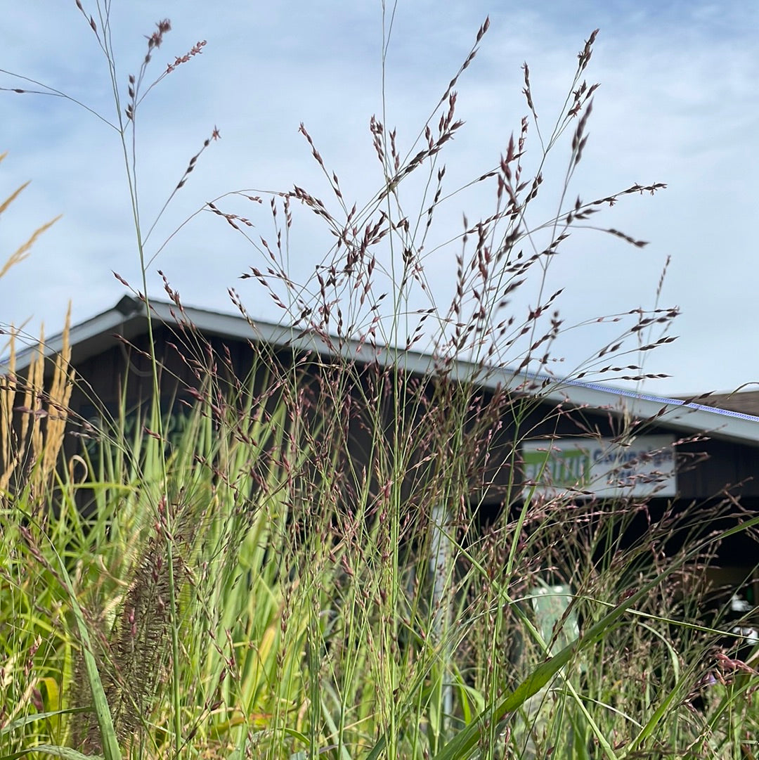 Shenandoah Switch Grass