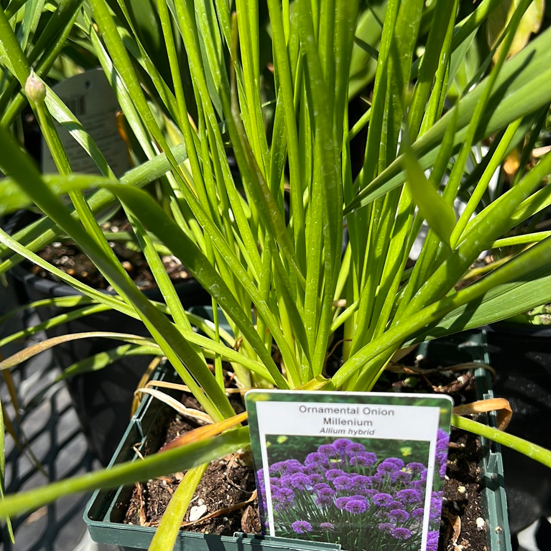1 Gal Allium 'Ornamental Onion'