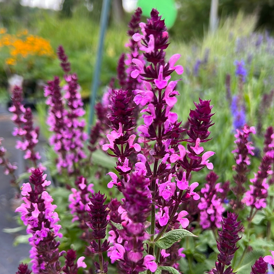 4" Perennial Sage 'Salvia'