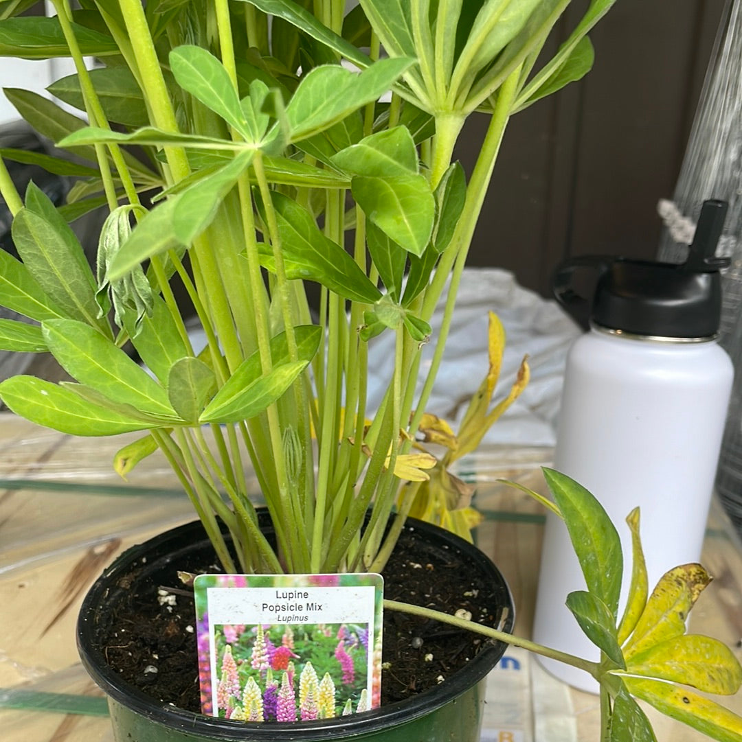 Lupine 'Lupinus' 1 Gal