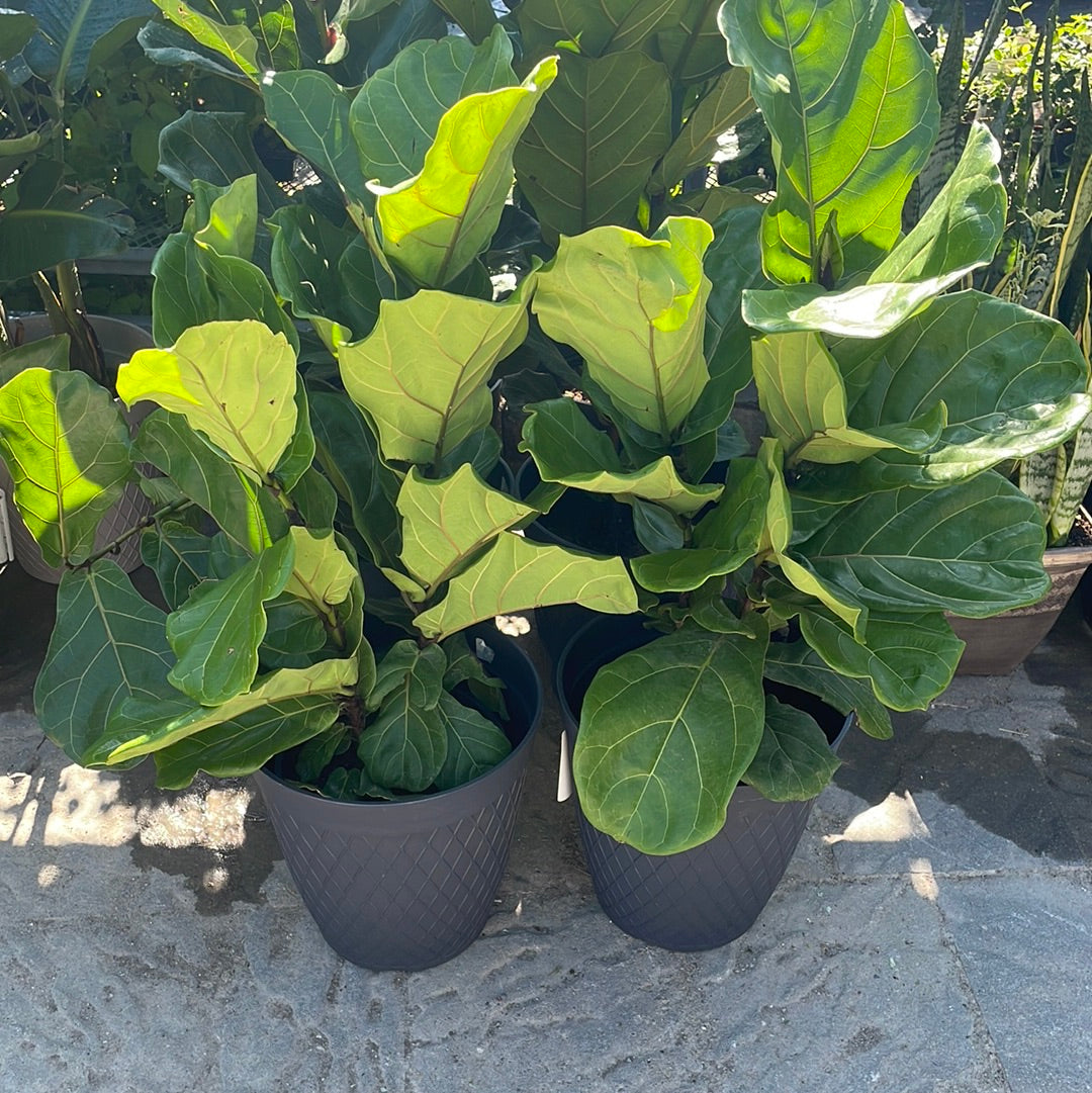 10” Potted Fiddle Leaf Ficus bush