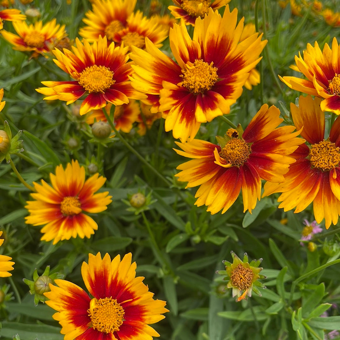 1 Gal Coreopsis 'Tickseed'