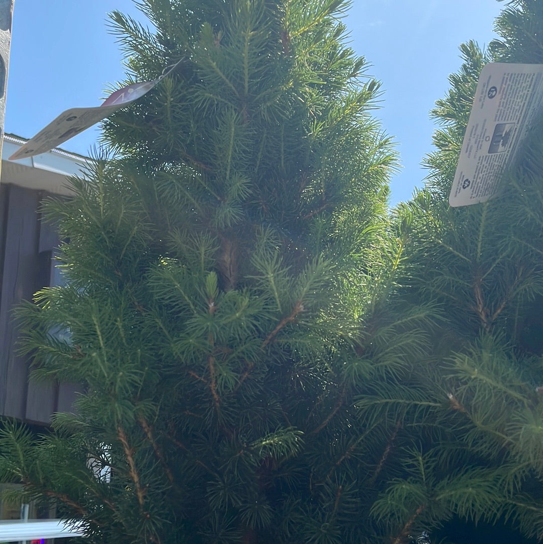 Dwarf Alberta Spruce