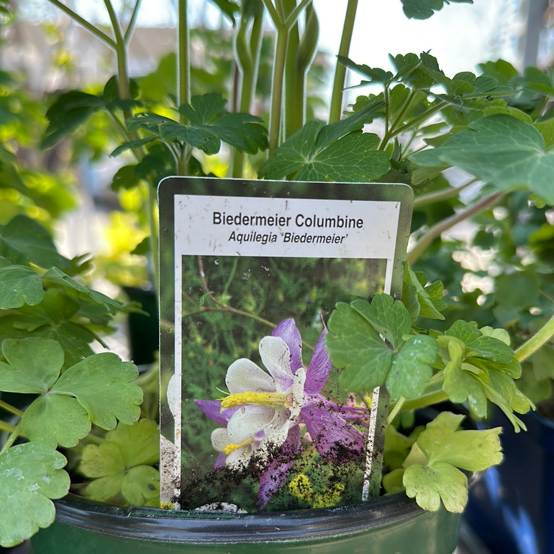 1 Gal Columbine (Aquilegia)