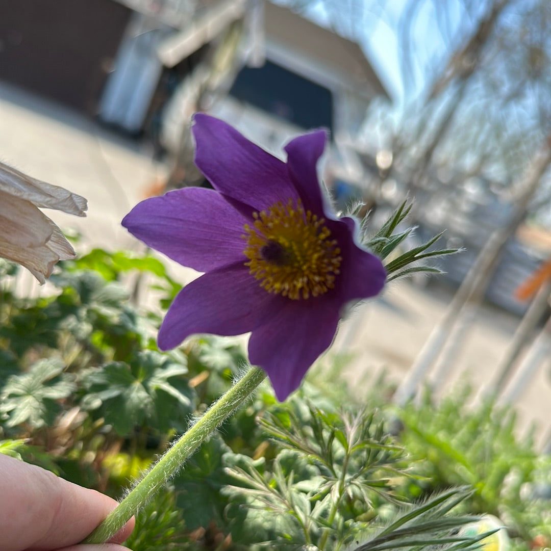 1 Gal Pasque Flower 'Pulsatilla'