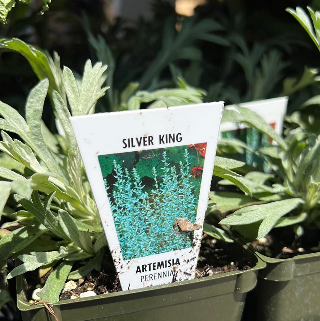 4" Artemisia