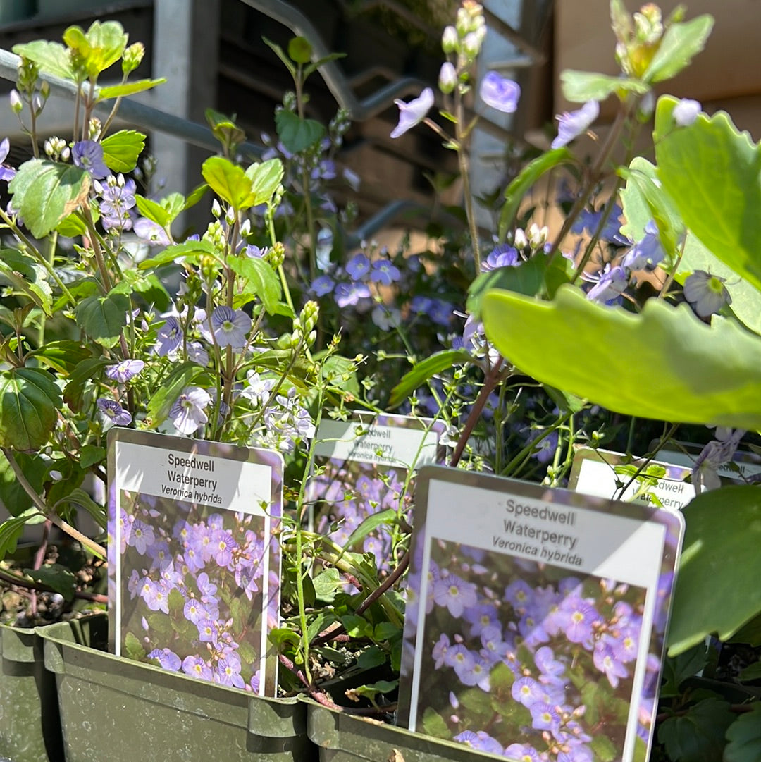 4" Creeping Speedwell (Veronica)