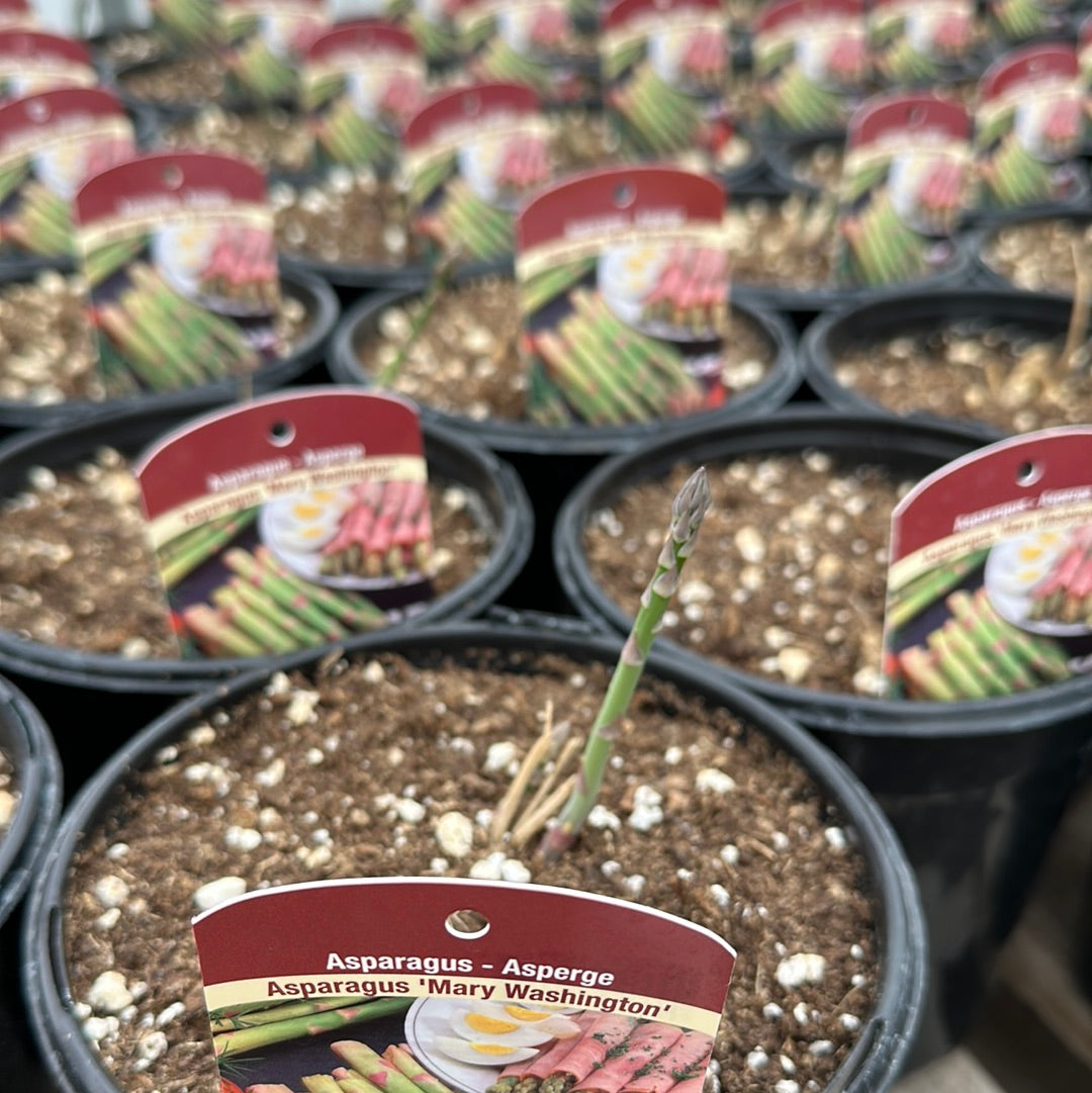 6" Asparagus