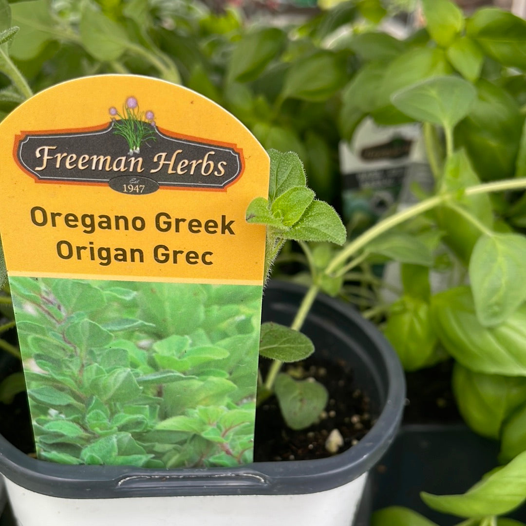 Organic 4" Greek Oregano