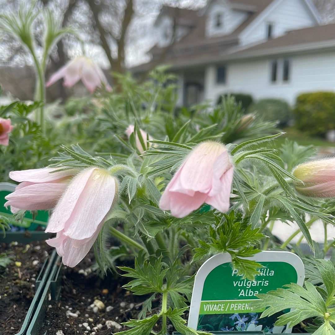 1 Gal Pasque Flower 'Pulsatilla'