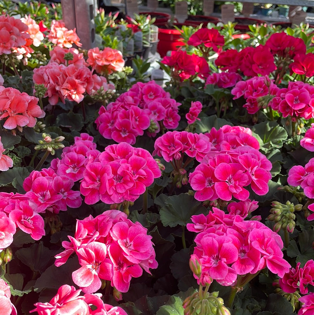 4" Zonal Geraniums