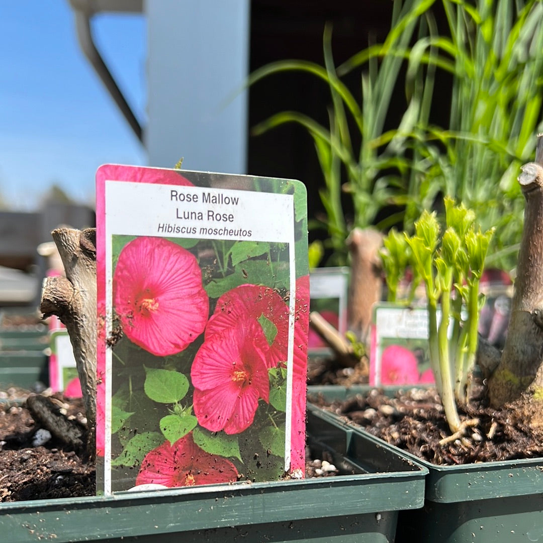 1 Gal Perennial Hibiscus