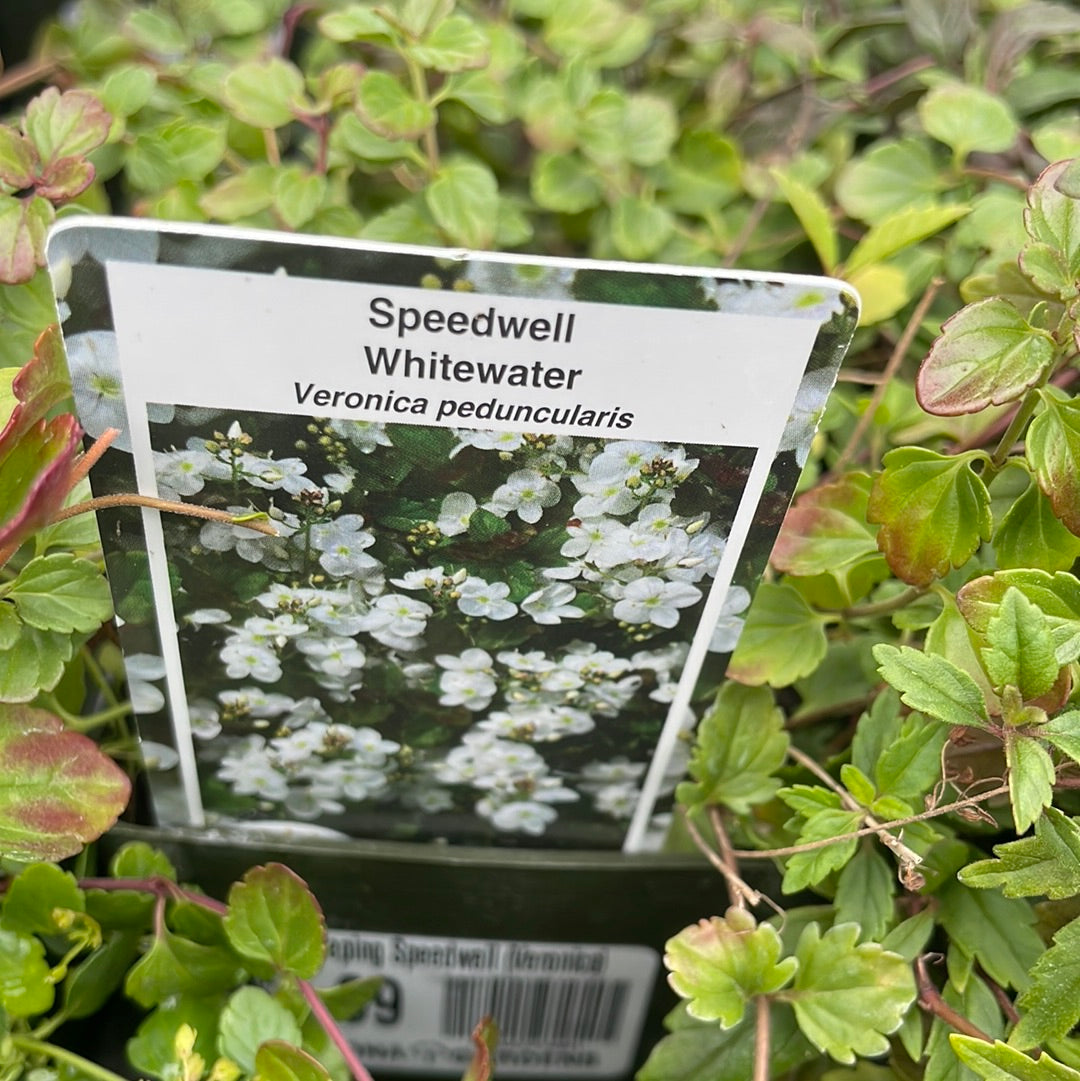 4" Creeping Speedwell (Veronica)