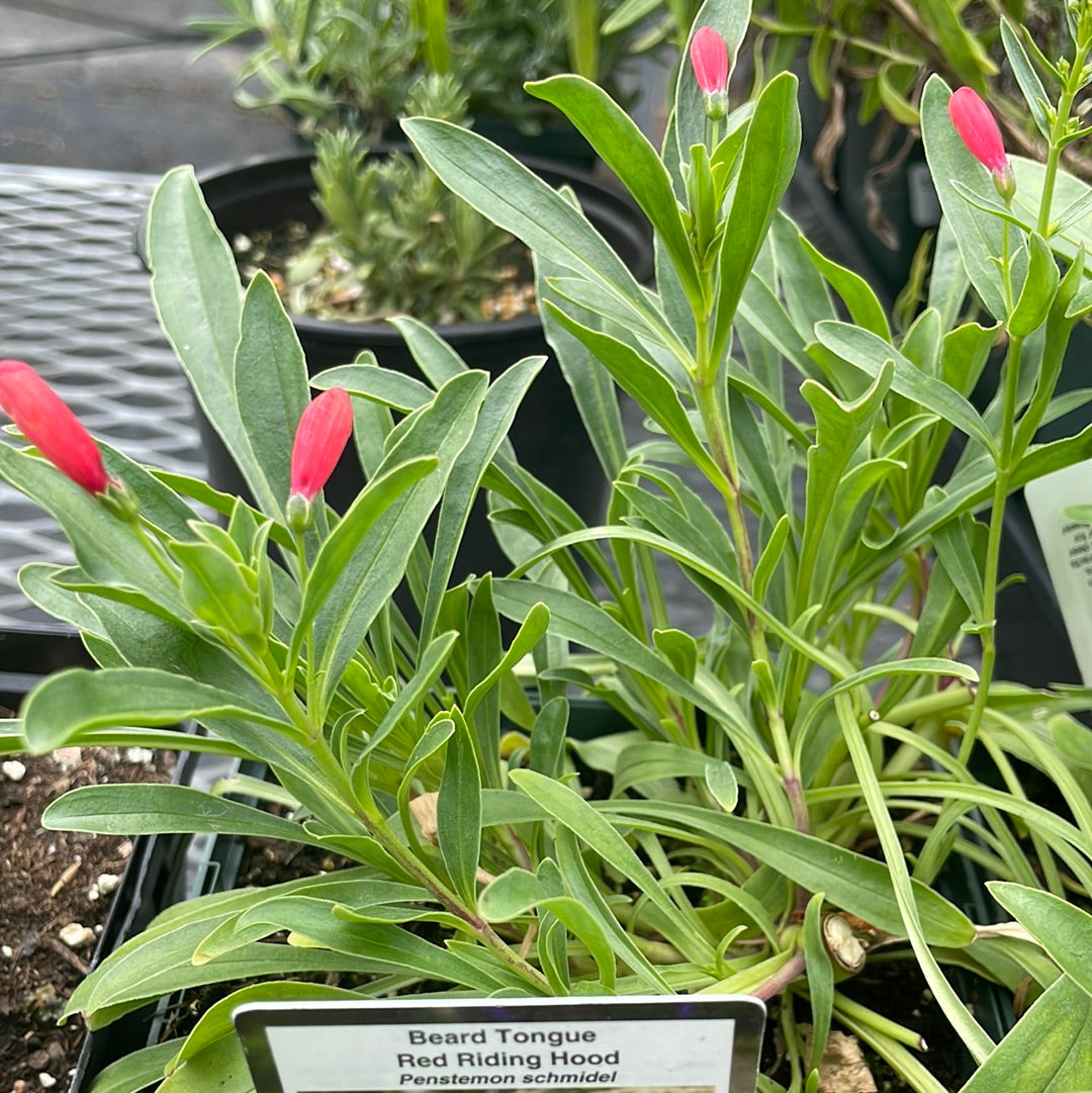 1 Gal Penstemon 'Beardtongue'