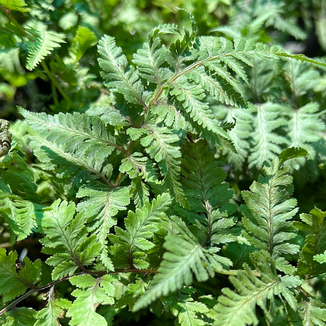 Japanese Painted Fern 1 Gal