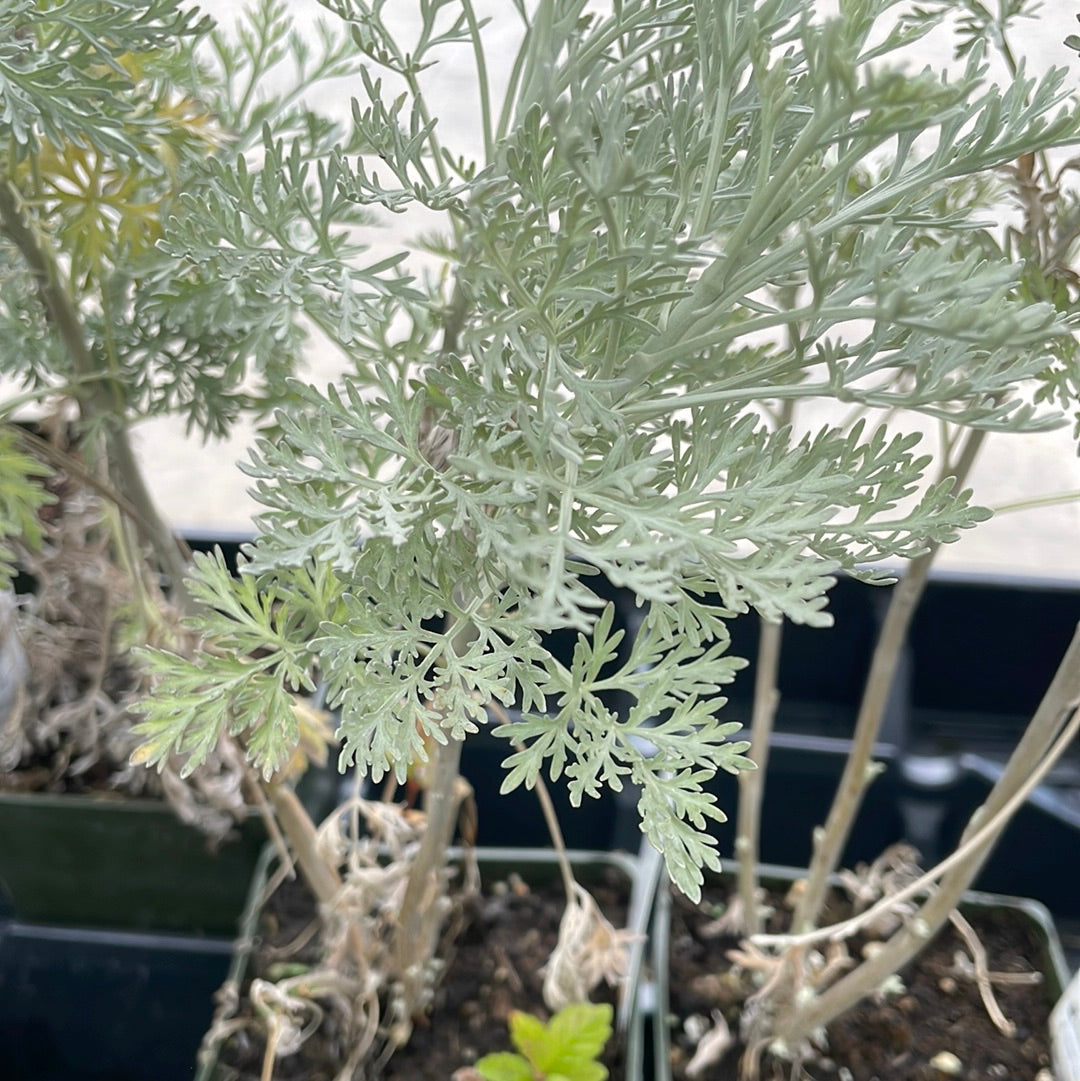 4" Artemisia