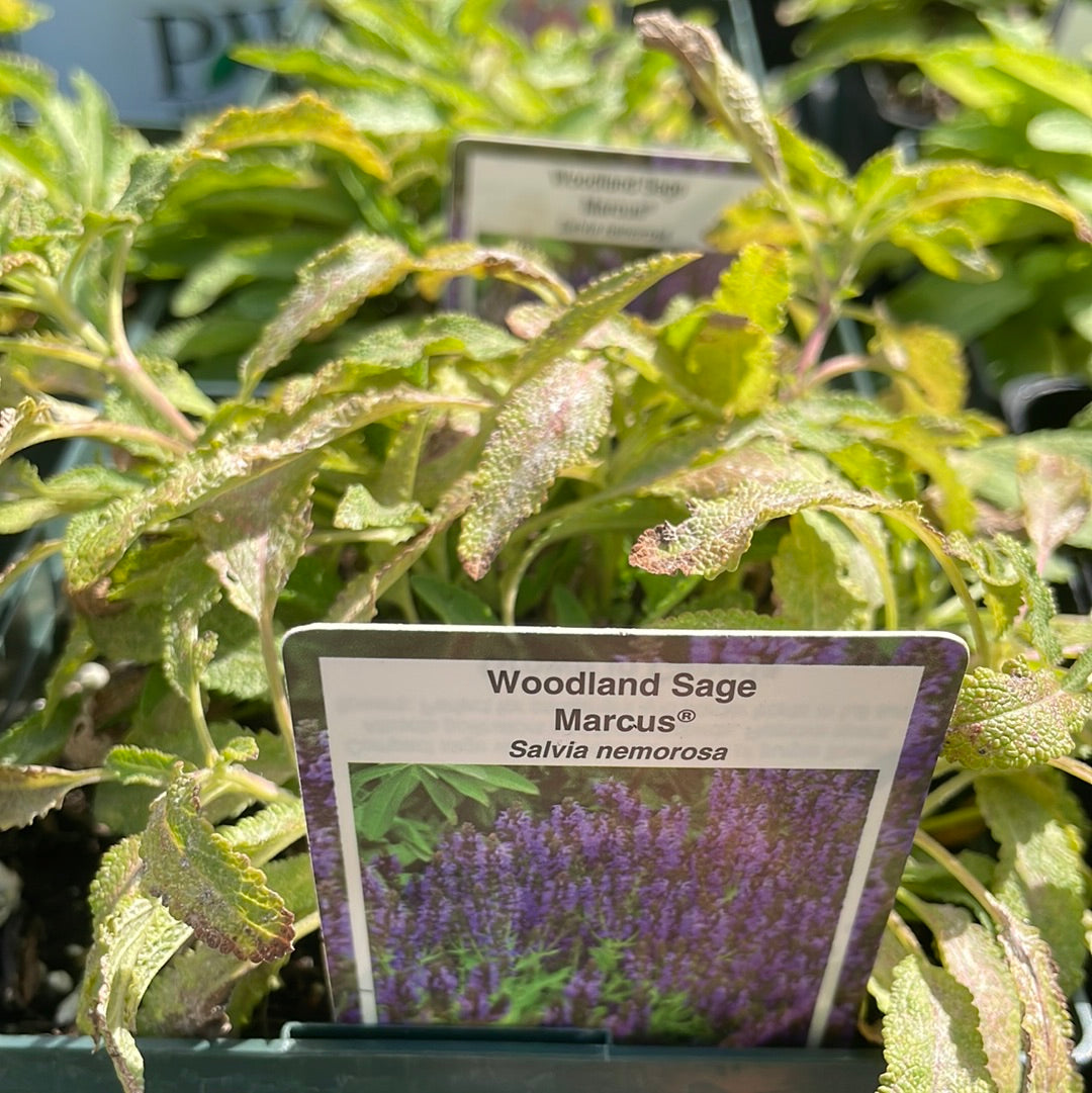 1 Gal Perennial Woodland Sage (Salvia)