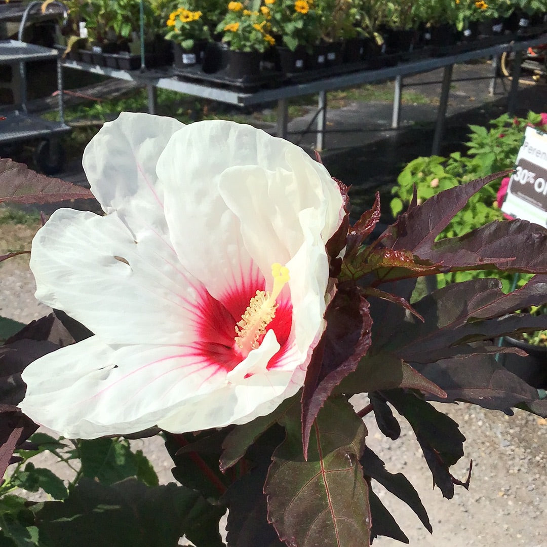 1 Gal Perennial Hibiscus