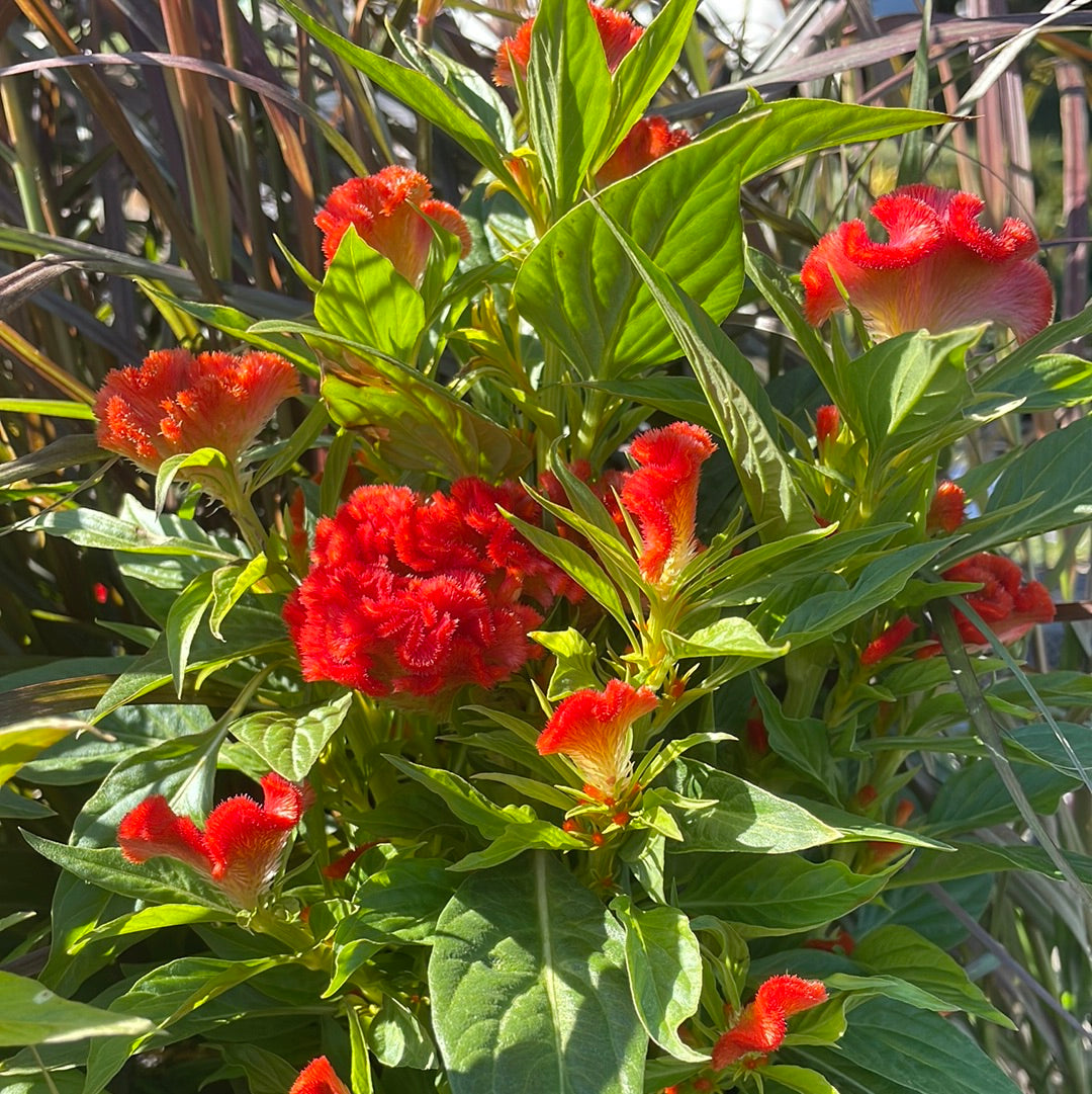 Twisted Celosia