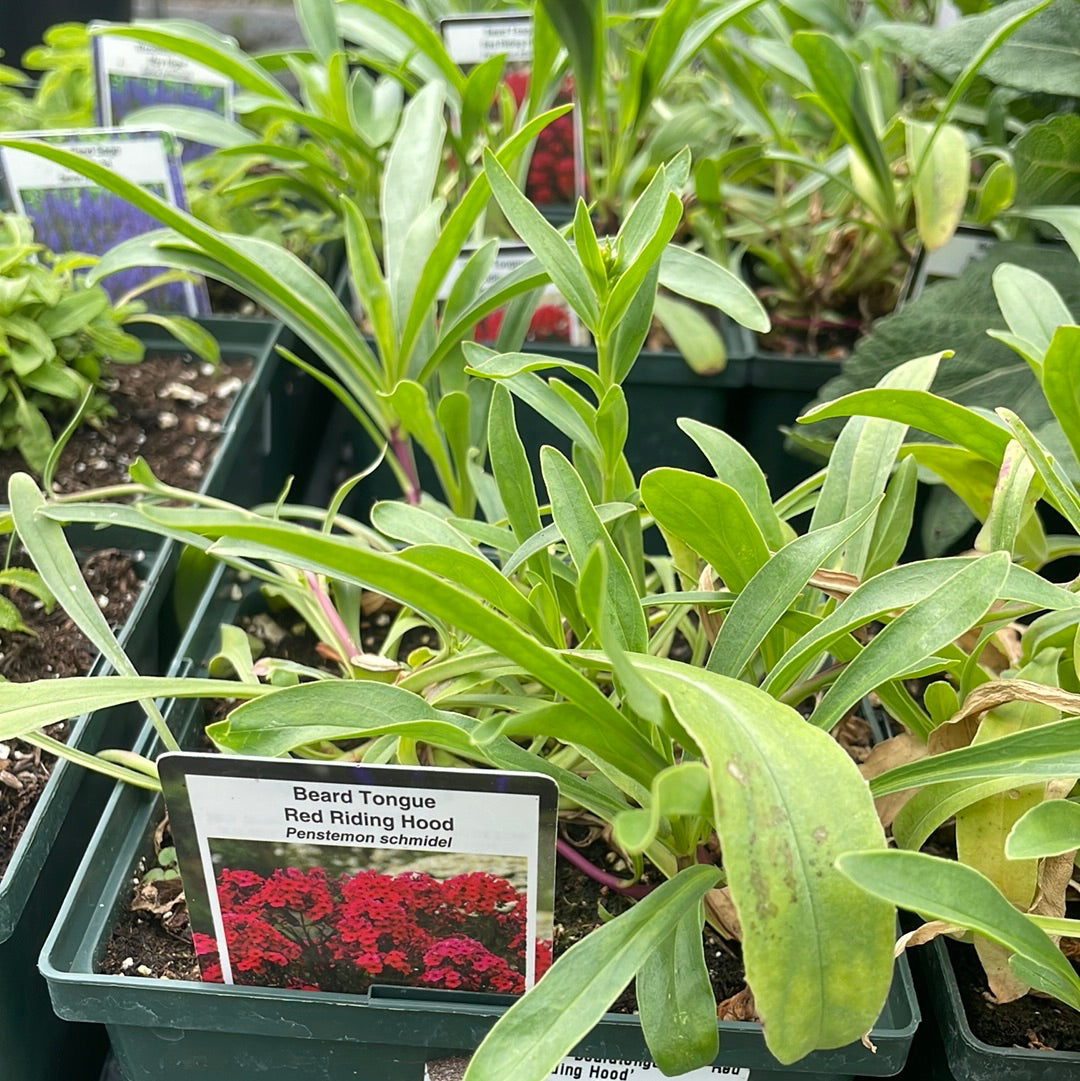 1 Gal Penstemon 'Beardtongue'