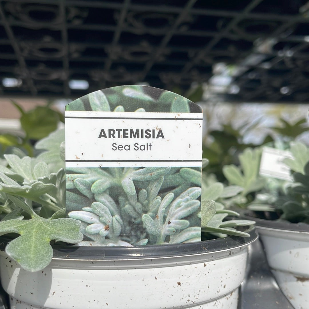 4" Artemisia