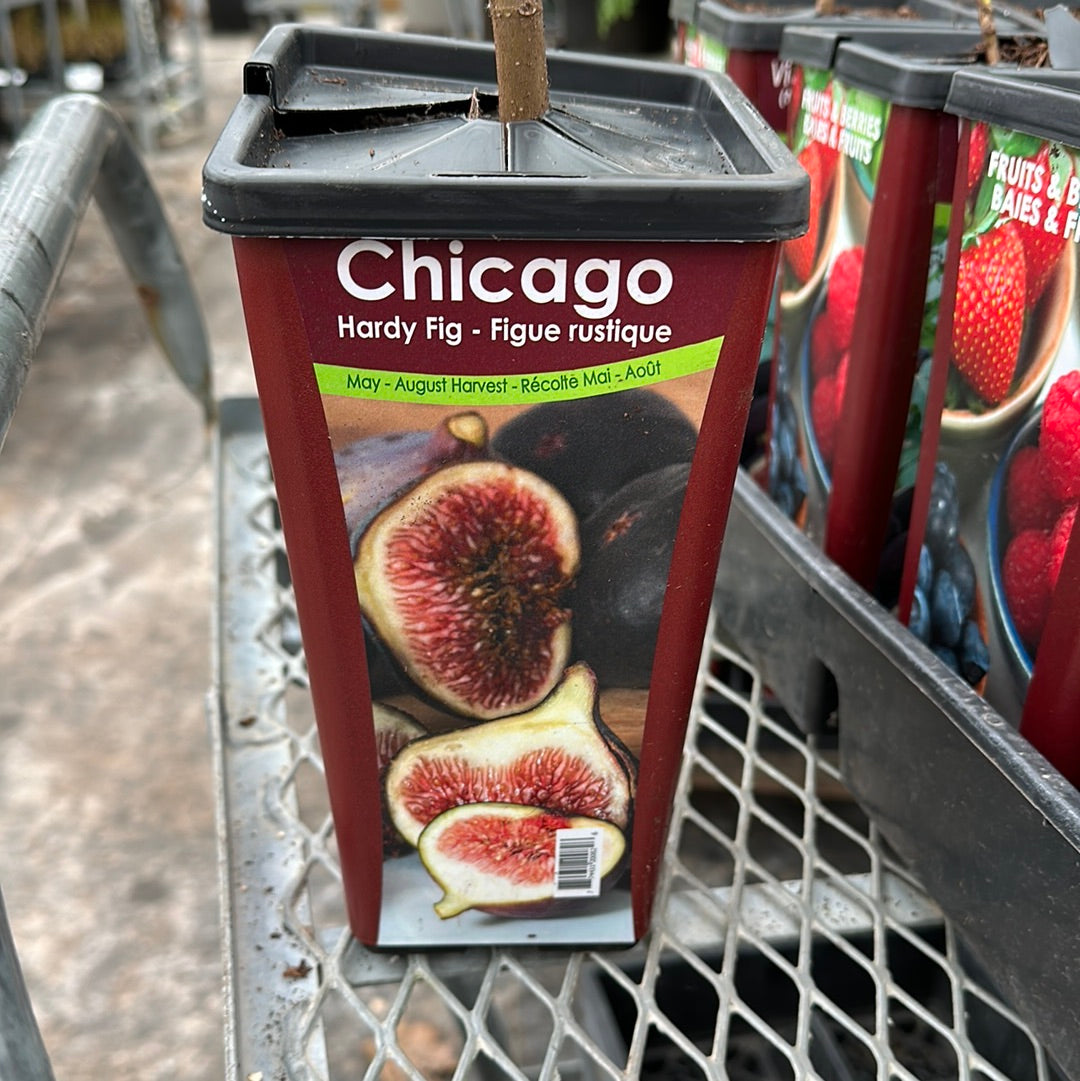 Dwarf Hardy Fig